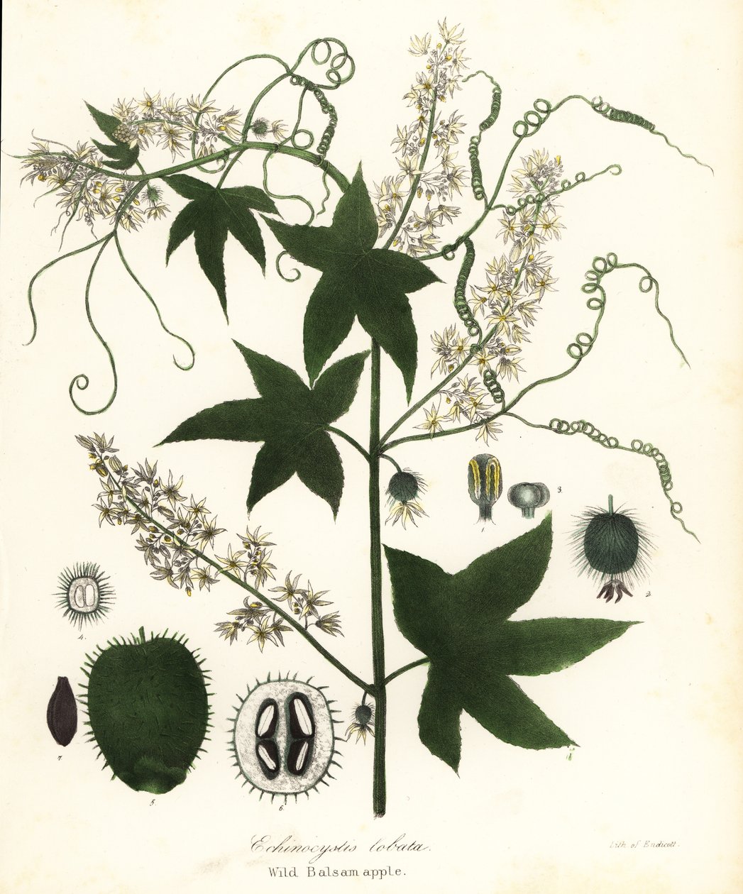 Vaduborka, tüskés uborka, uborka vagy vadbalzsam alma, Echinocystis lobata alkotó: Endicott Endicott