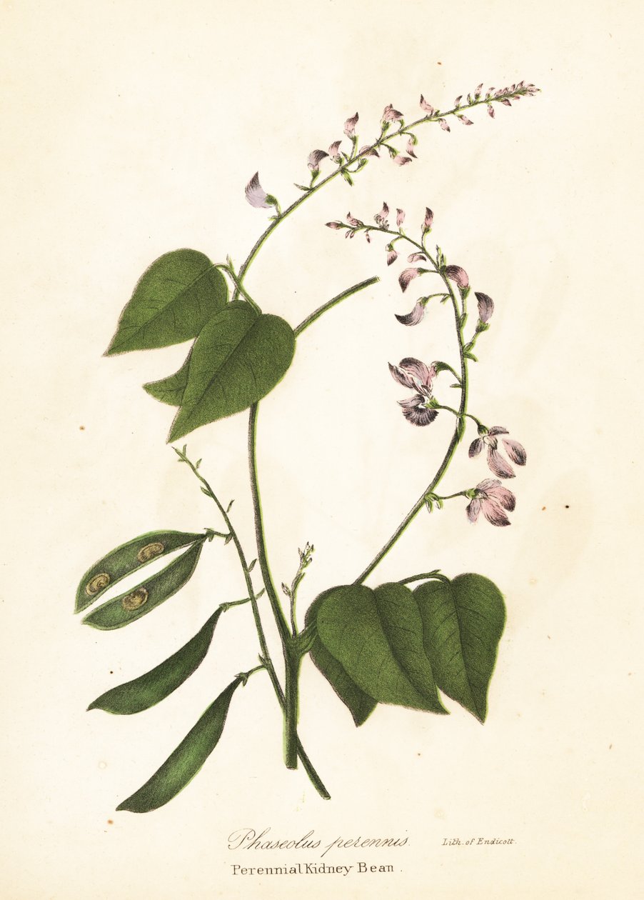 Vad vesebab, Phaseolus polystachios (évelő vesebab, Phaseolus perennis) alkotó: Endicott Endicott