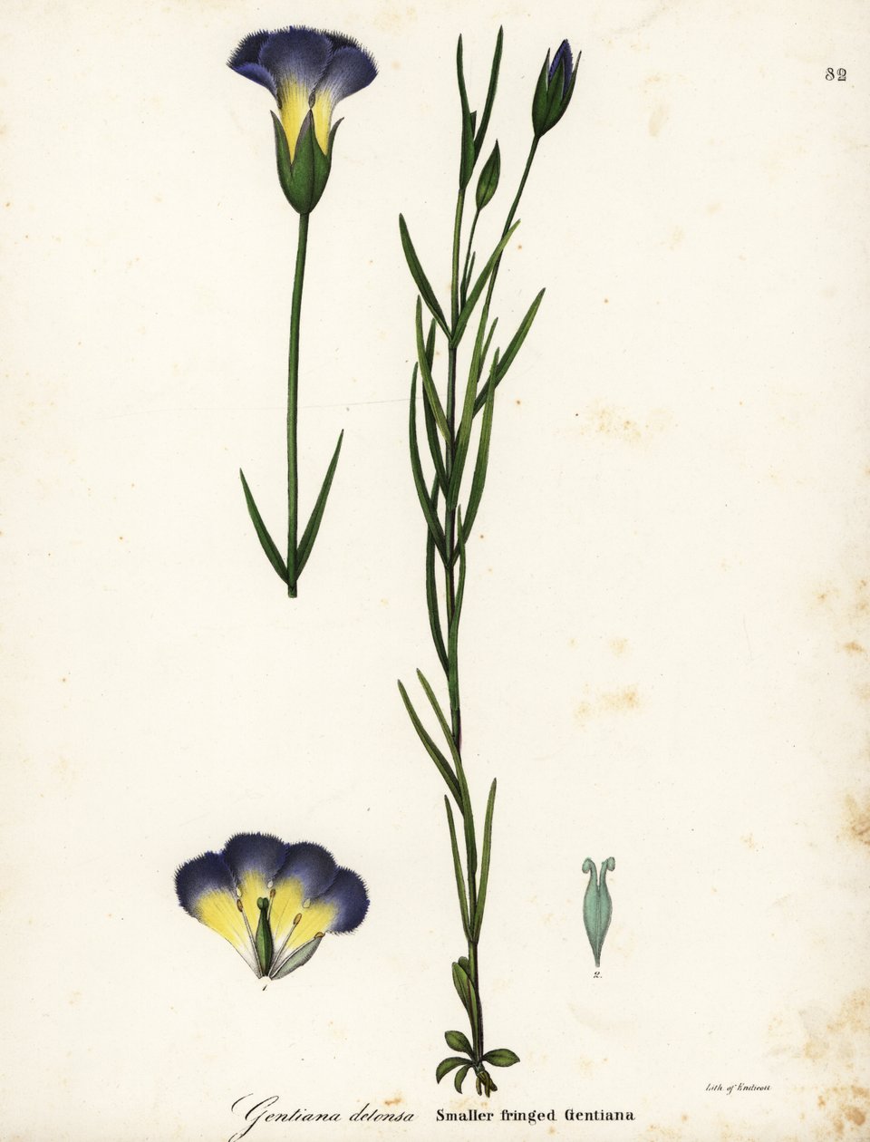 Szélmalom rojtos tárnics, Gentianopsis detonsa (Kis rojtos encián, Gentiana detonsa) alkotó: Endicott Endicott