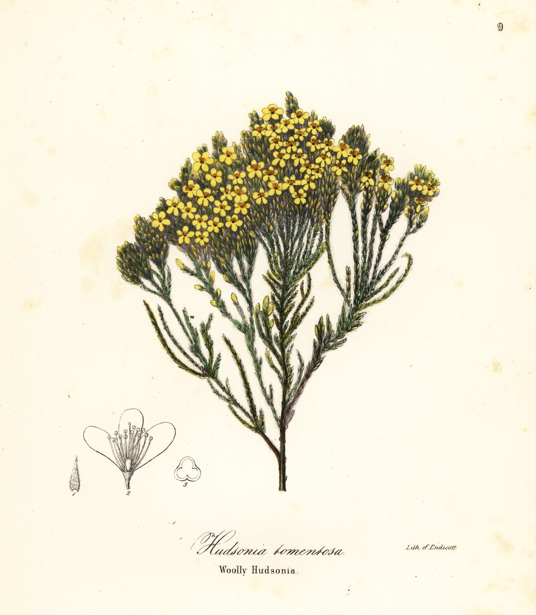 Gyapjas hanga, homoki hanga, homoki hanga vagy gyapjas hudsonia, Hudsonia tomentosa alkotó: Endicott Endicott