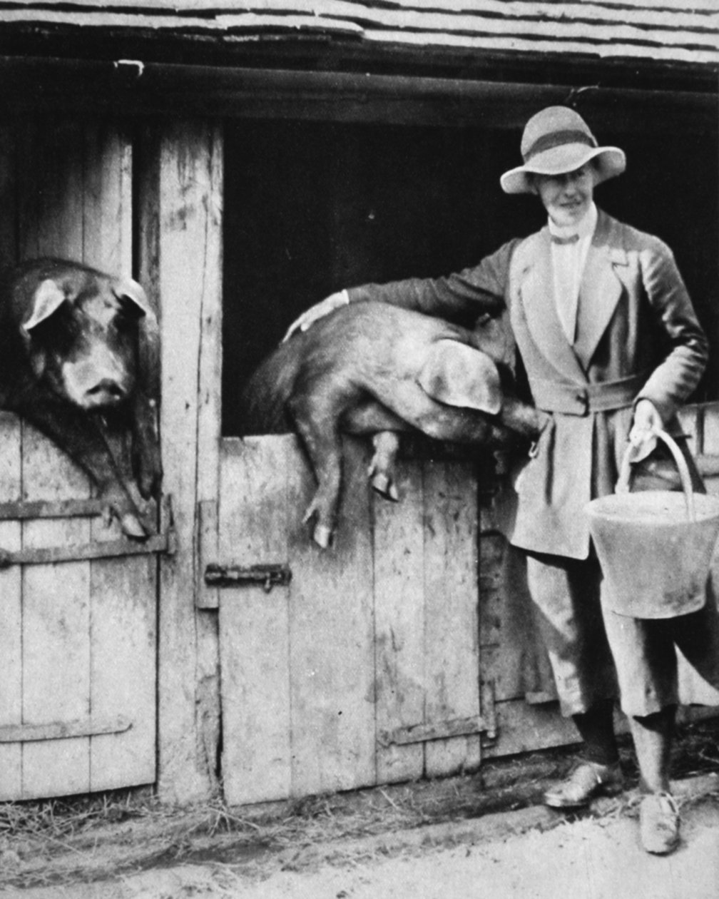 Egy bíró lánya, aki lojálisan dolgozik egy sussexi távolban: Miss Trayner disznókat etet, a The Illustrated War Newsból, 1916. július 26. alkotó: English Photographer