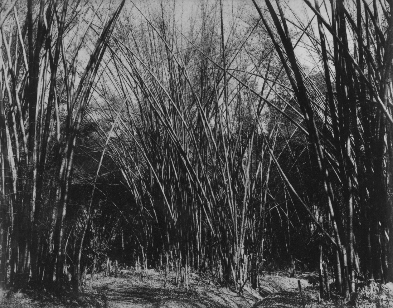 Bamboo Clump, Trinidad, 1891 körül alkotó: English Photographer