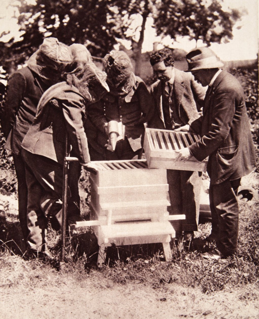 Méhészeti oktatás Lord Eglintons rendszer szerint: álarcos osztály a kaptároknál, a The Illustrated War Newsból, 1916. július 5. (szépia fotó) alkotó: English Photographer