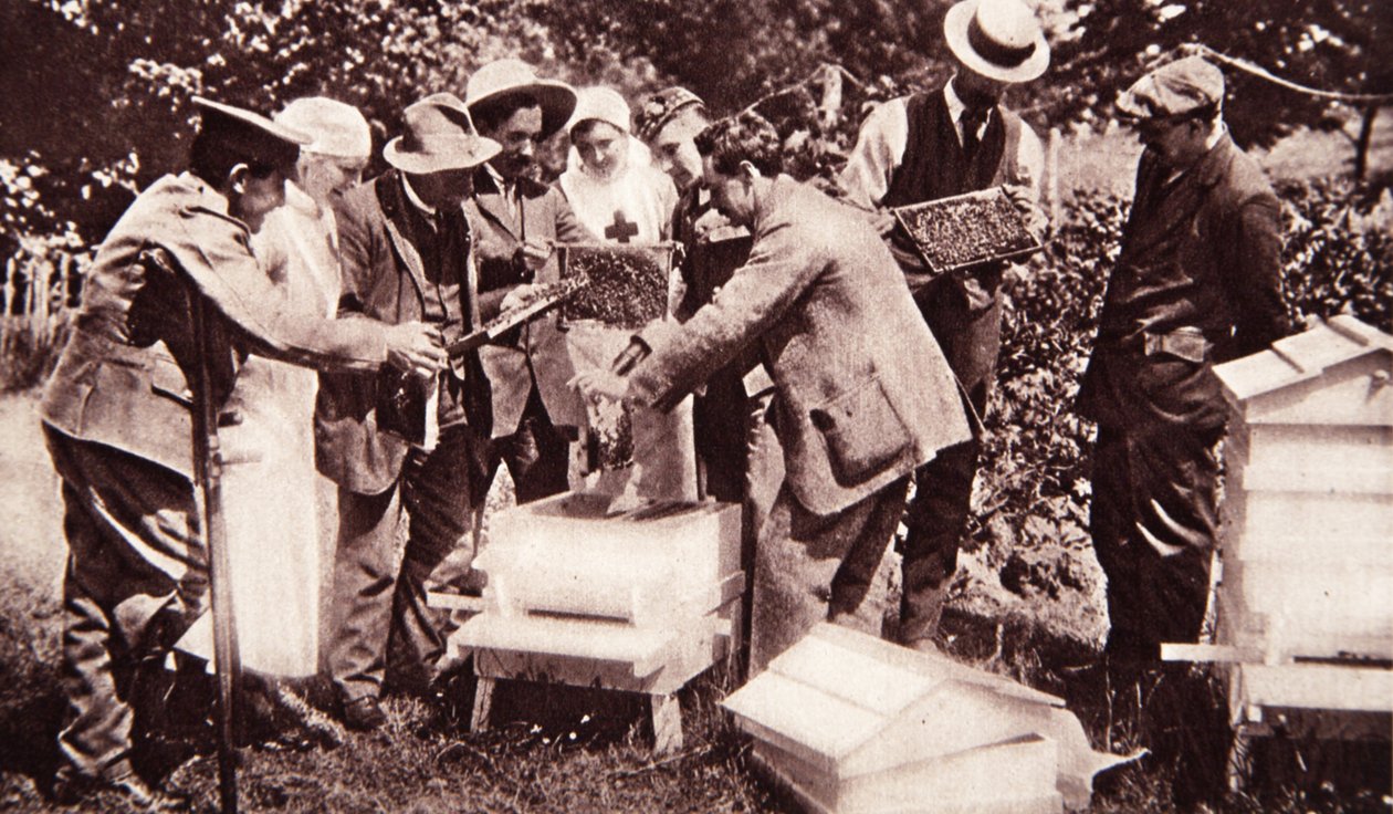 Méhészeti oktatás Lord Eglintons séma szerint: fésűs vizsgálat, The Illustrated War News, 1916. július 5. (szépia fotó) alkotó: English Photographer