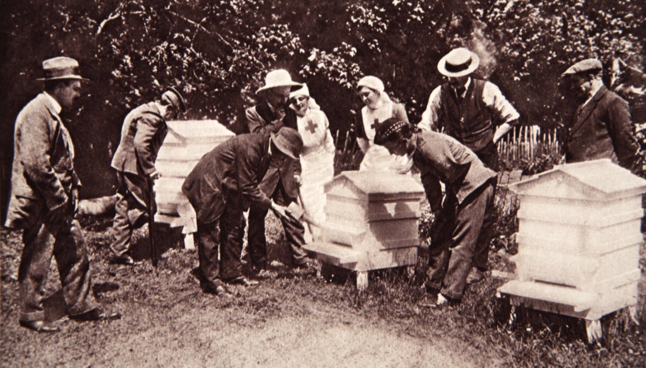 Méhészeti oktatás Lord Eglintons rendszer szerint: füstölés, a The Illustrated War Newsból, 1916. július 5. (szépia fotó) alkotó: English Photographer