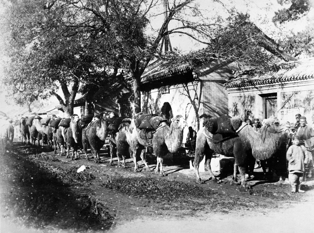 Tevekaraván Peking külvárosában, 1875 körül alkotó: English Photographer