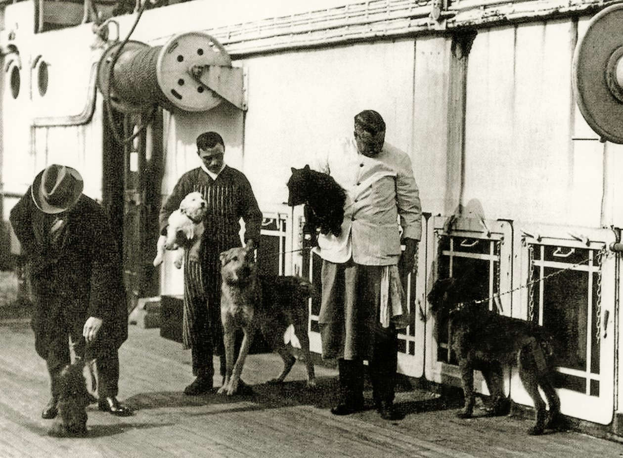A Titanic legénységének tagjai által gondozott kutyákra, 1912 alkotó: English Photographer