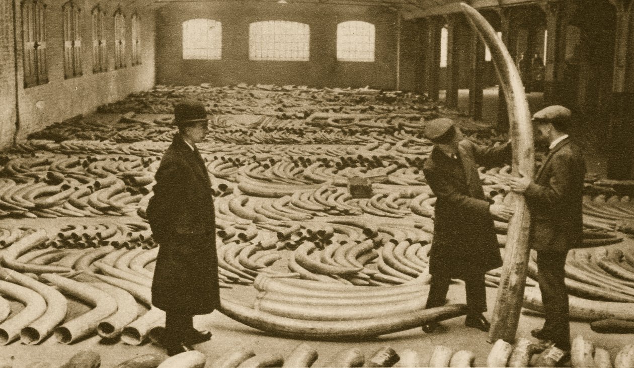 Ivory a London Docks egyik üzletében (szépia fotó) alkotó: English Photographer