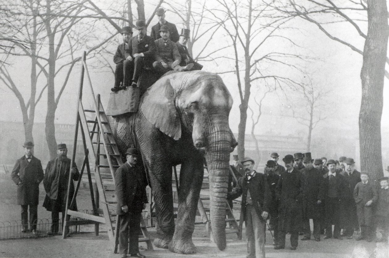 Jumbo at lovaglólépcsők ZSL London Zoo, valószínűleg 1882 márciusa alkotó: English Photographer