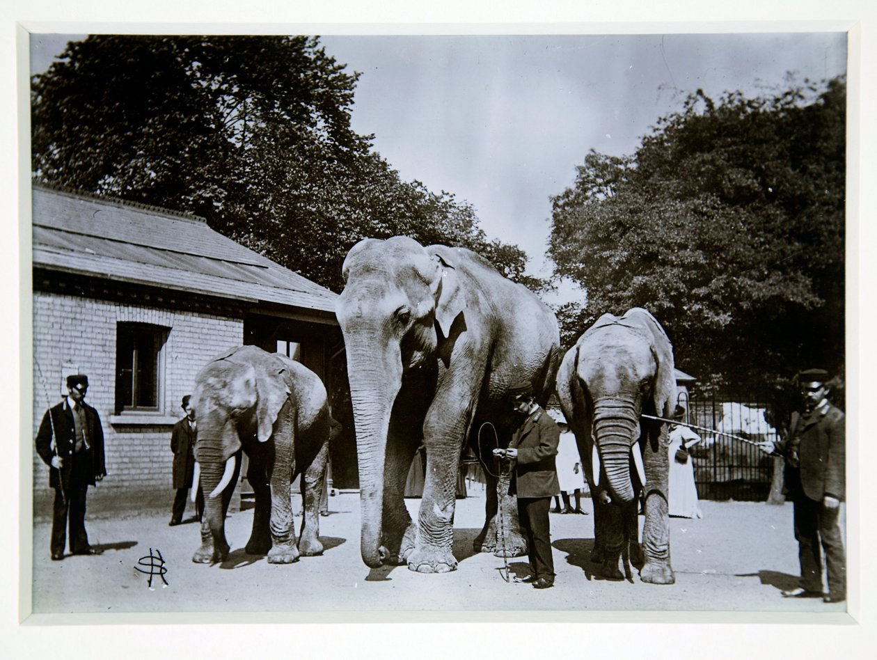 Jumbo, az elefánt a londoni állatkertben, 1870-es évek alkotó: English Photographer