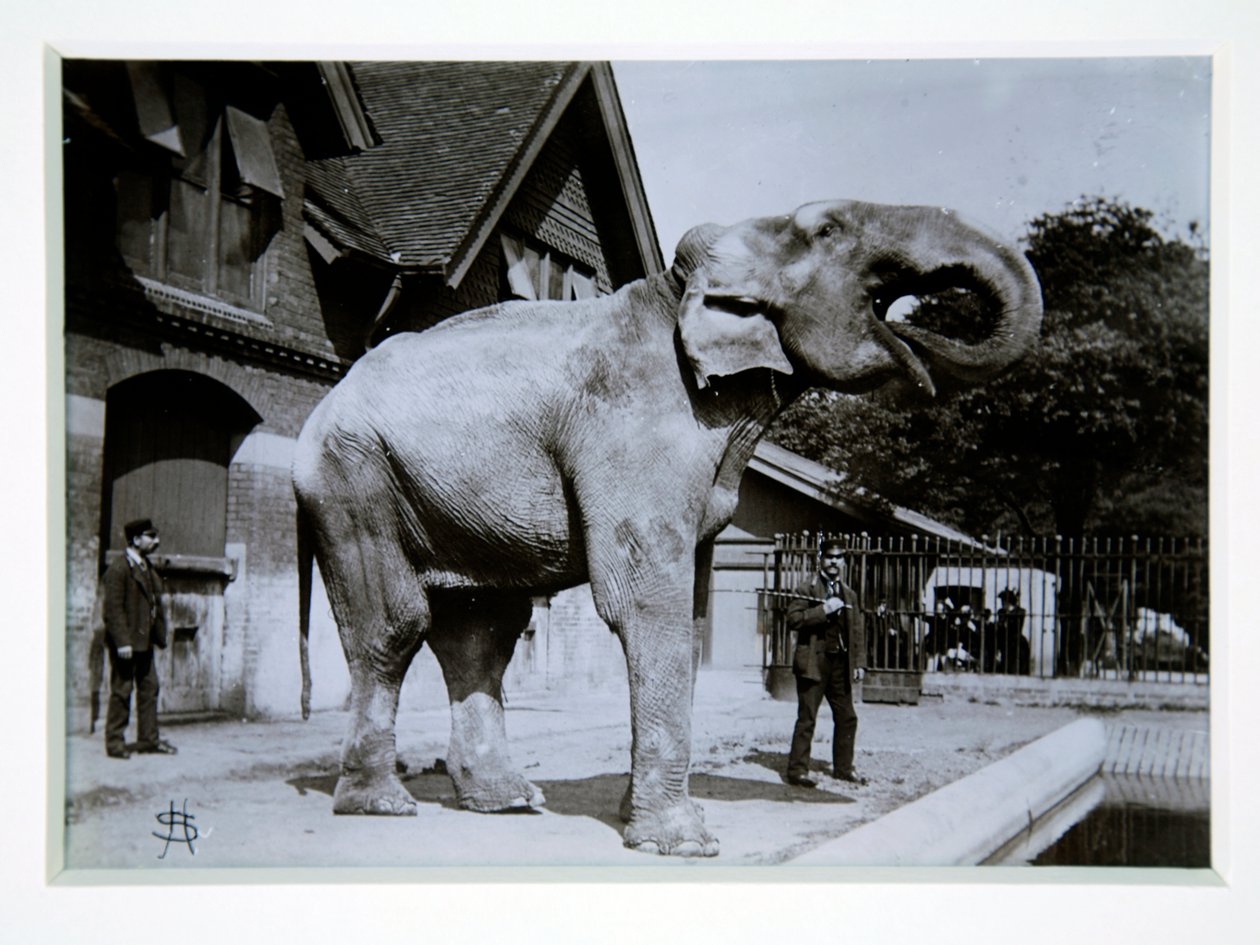 Jumbo, az elefánt a londoni állatkertben, 1870-es évek alkotó: English Photographer