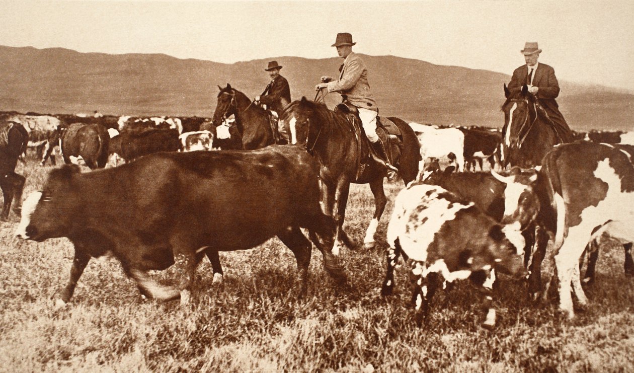 VIII. Edward király Szarvasmarhák összesítése Albertában, Kanadában, 1920-as években alkotó: English Photographer