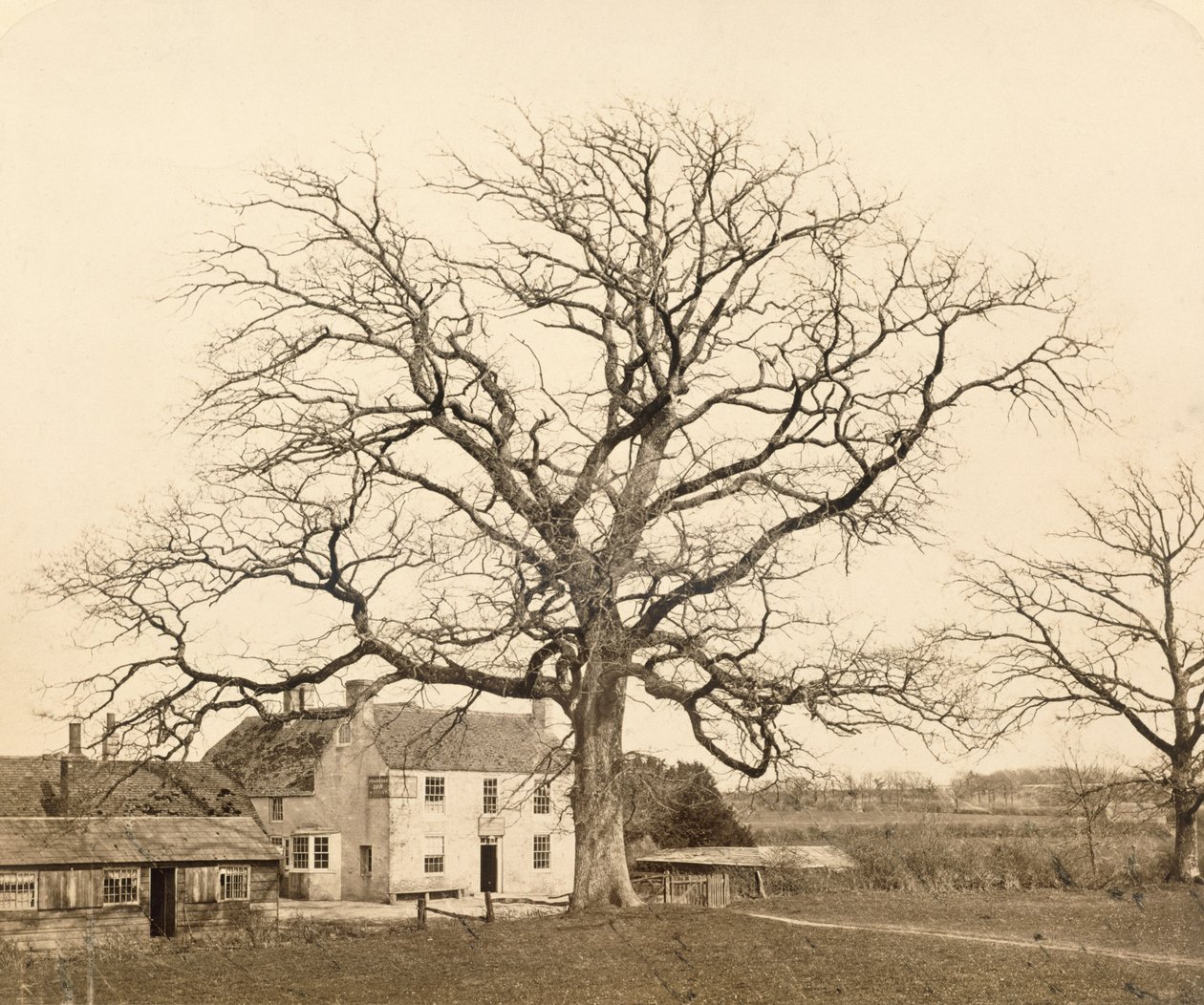 Tölgy (télen) Friars Oak, Clayton, Sussex, 1860, (albuminnyomat nedves kollódiumnegatívról) alkotó: English Photographer