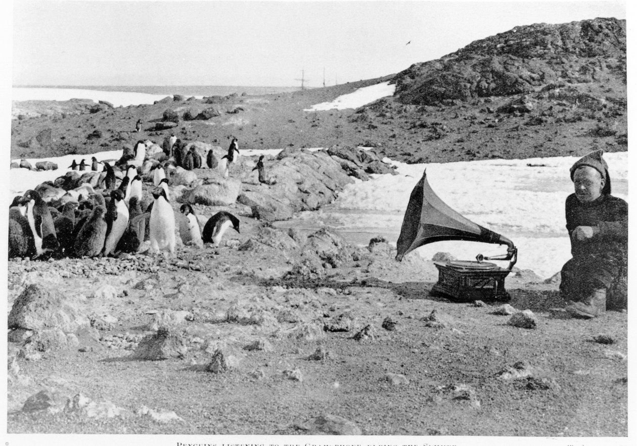 Pingvinek gramofont hallgatva Shackletons 1907–1909 Antarktisz expedíciója során, Shackleton (1874–1922) The Heart of the Antarktisz című művéből, amely 1909-ben jelent meg alkotó: English Photographer