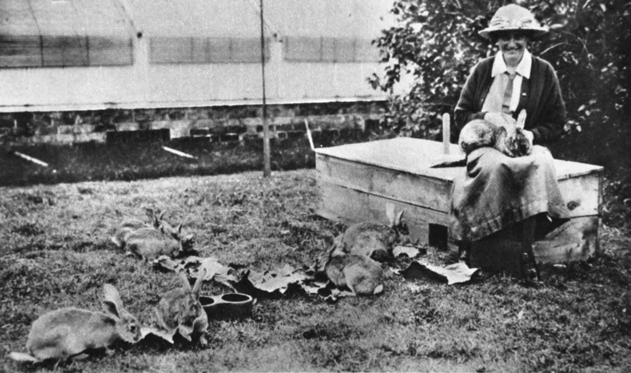 Festői háborús alkotás: Cornelia Lady Wimbornes nyúl, a The Illustrated War Newsból, 1916. július 5. alkotó: English Photographer