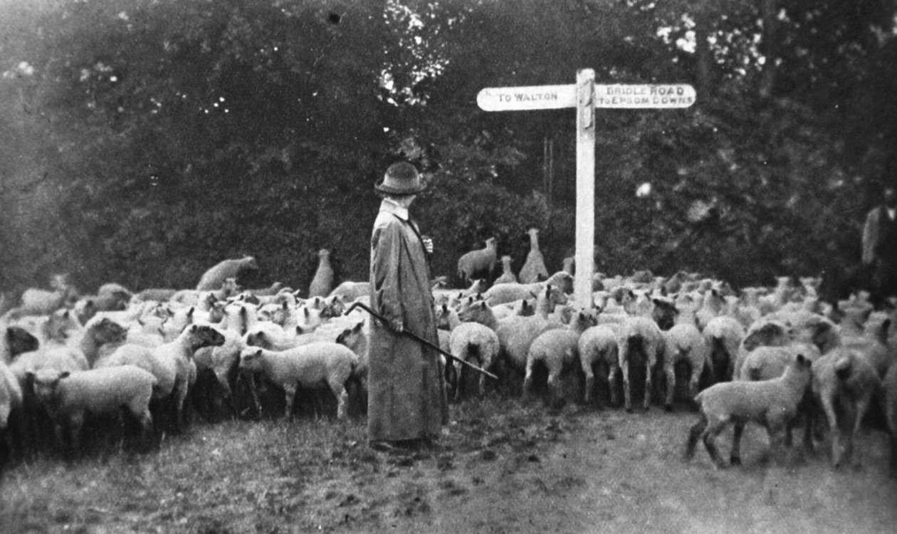Festői hadimunka: a juhász hölgy, a The Illustrated War Newsból, 1916. július 5. alkotó: English Photographer