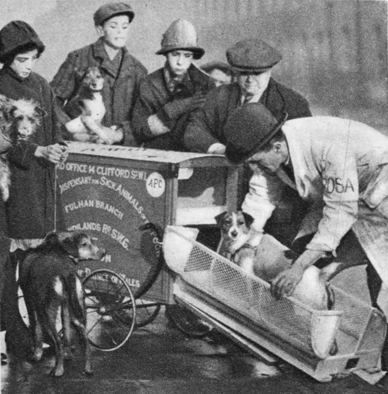 Az állatorvos a The Peoples Dispensary for Sick Animals fulhami részlegéből, Wonderful Londonból, 1926-27 között (fotómélység) alkotó: English Photographer