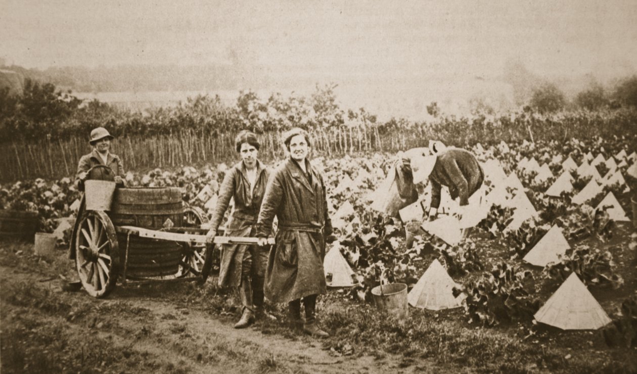 Nők a földön: néhány érdekes jelenet Eveshamban, a The Illustrated War Newsból, 1916. június 28. (szépia fotó) alkotó: English Photographer
