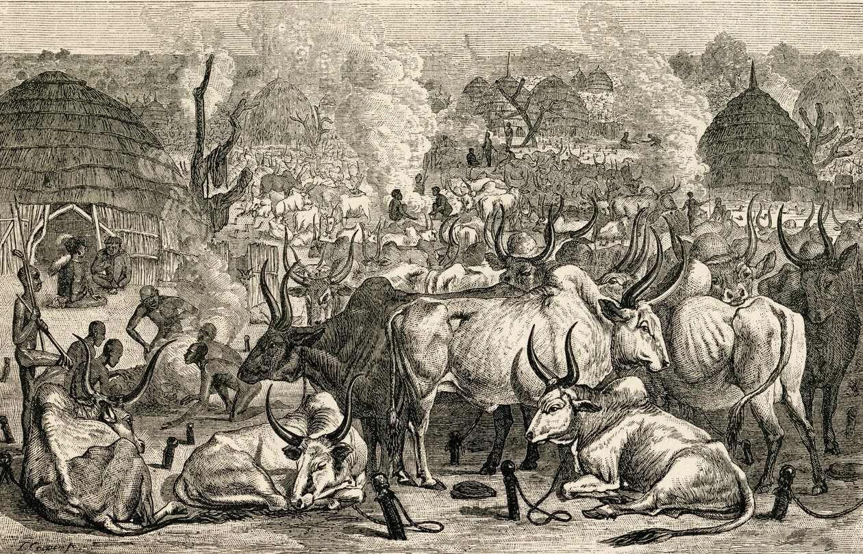 Dinka szarvasmarhapark, Dél-Szudán, Afrika, G.T. „A világ lakói” című művéből. Bettany, 1888-ban jelent meg alkotó: English School