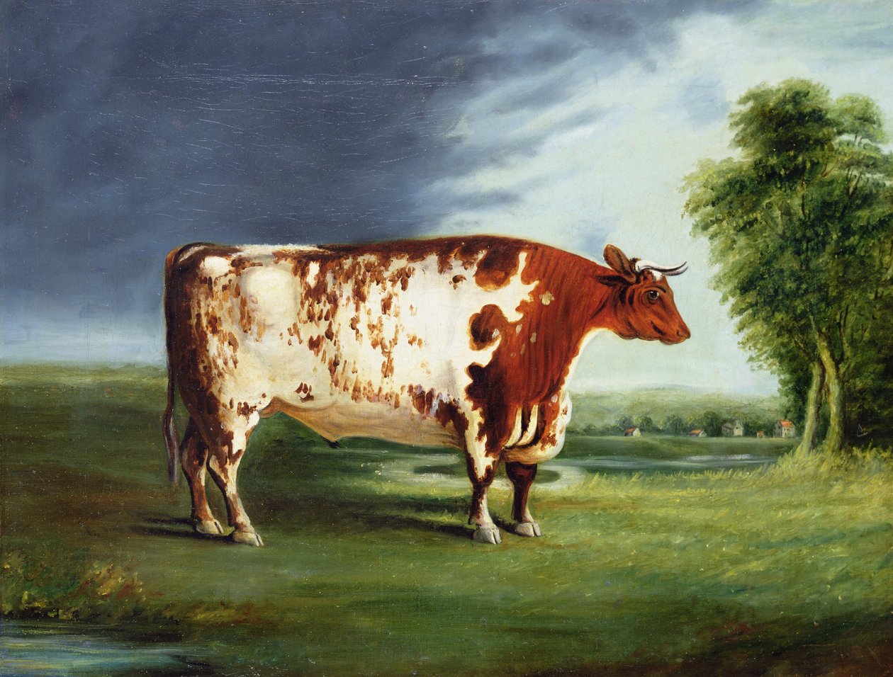 Díjbika, esetleg Durham Shorthorn, 1820 körül alkotó: English School