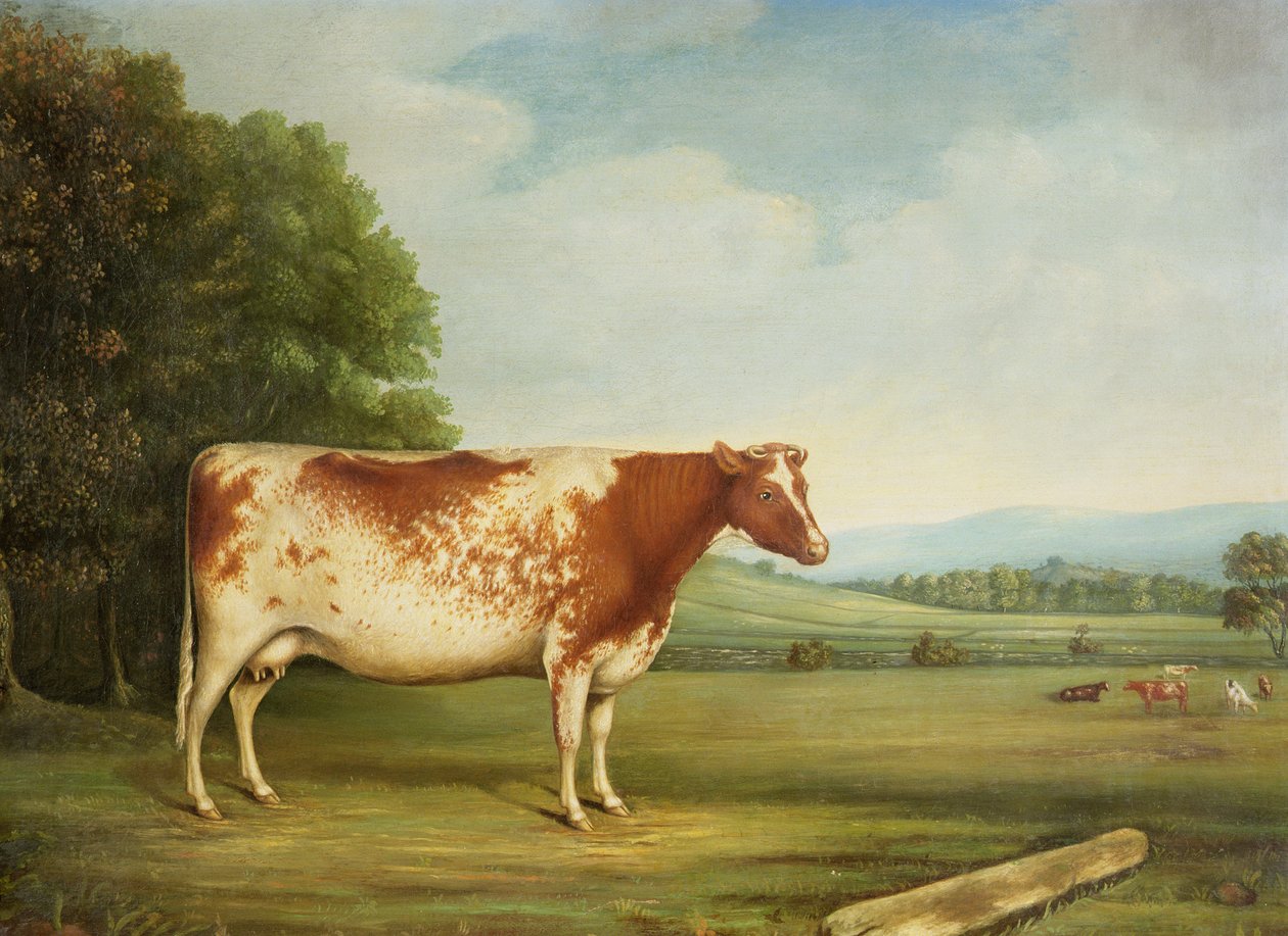 Díj Shorthorn tehén egy tájban alkotó: English School