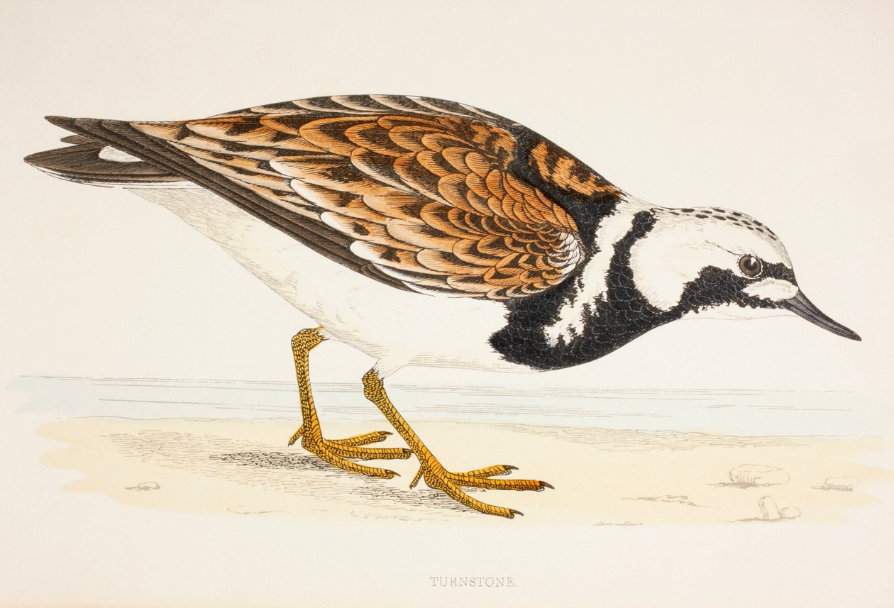 Egy Turnstone, egy 19. századi nyomatból 1877 körül alkotó: English School