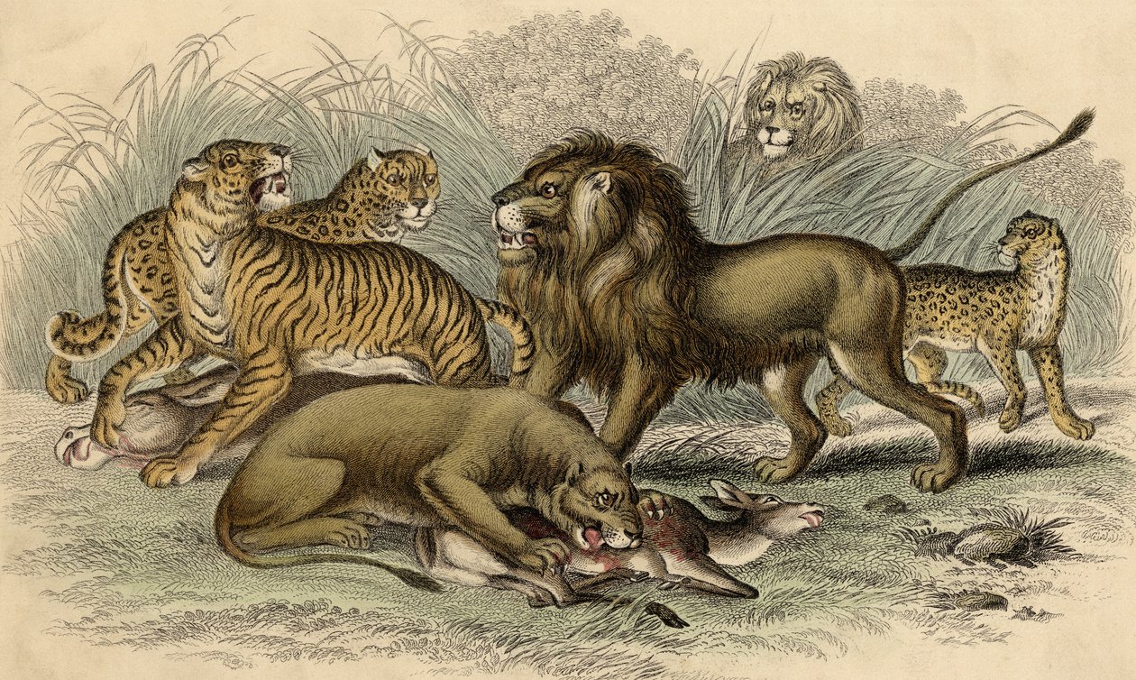 Ázsiai oroszlán és oroszlán, bengáli tigris, leopárd és jaguár alkotó: English School