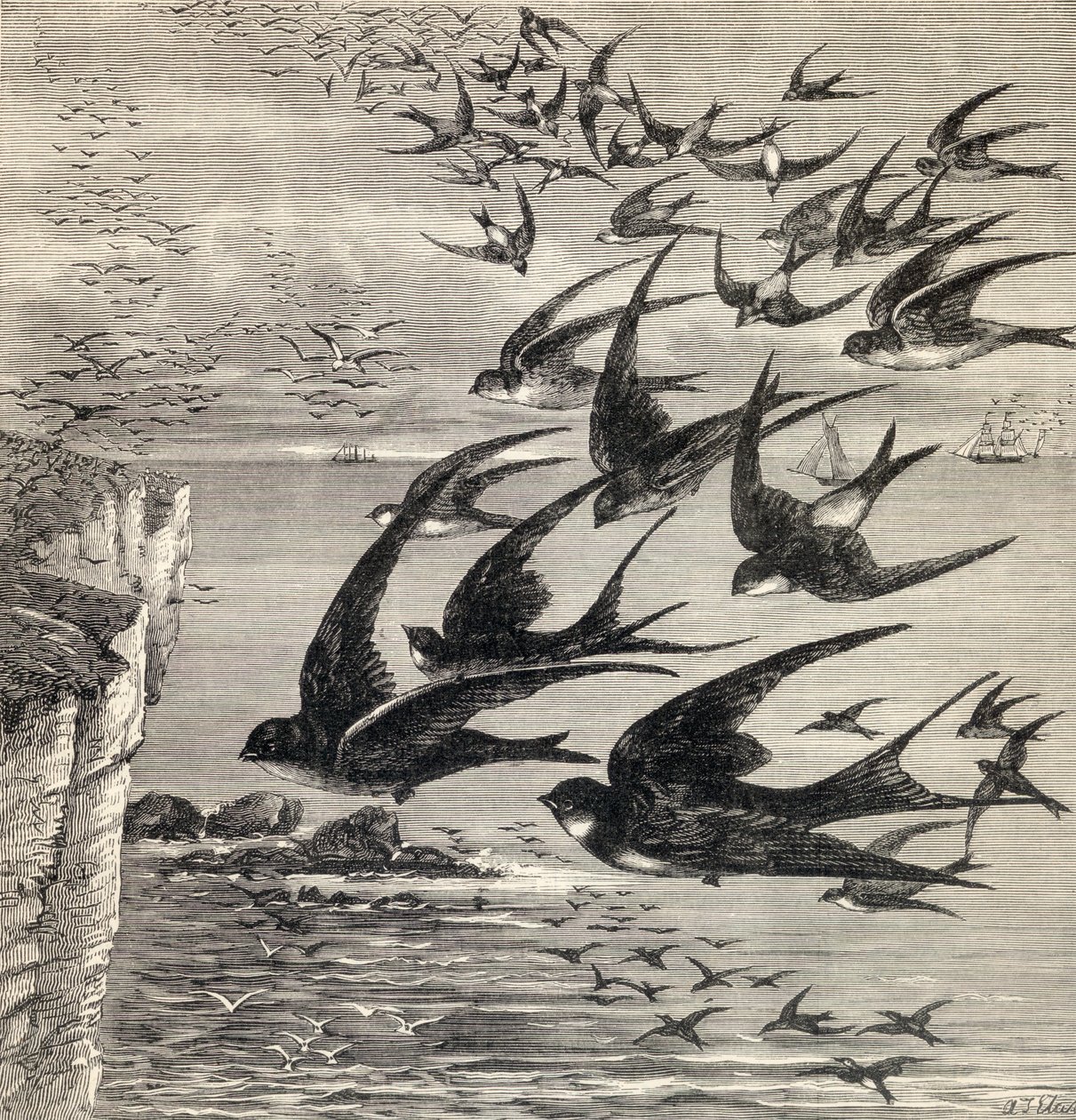 A fecskék éves vándorlása a „Saját magazinunkból”, 1885-ben alkotó: English School