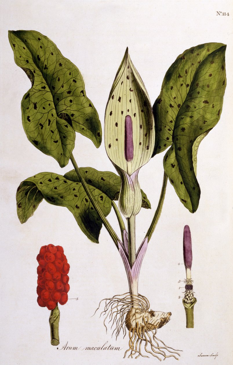 Arum Maculatum, William Curtis Flora Londiniensis 114-es táblája, 1775-ben (kézzel színezett metszet) alkotó: English School