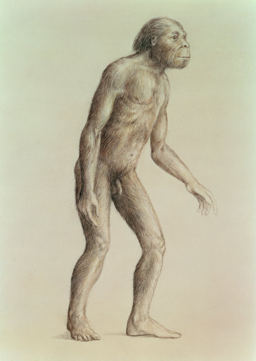 Australopithecus Africanus alkotó: English School