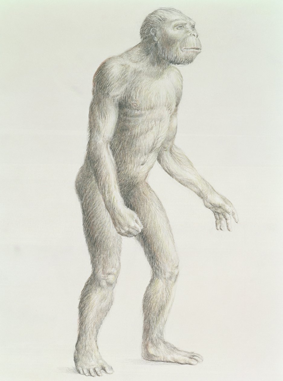 Australopithecus boisei alkotó: English School