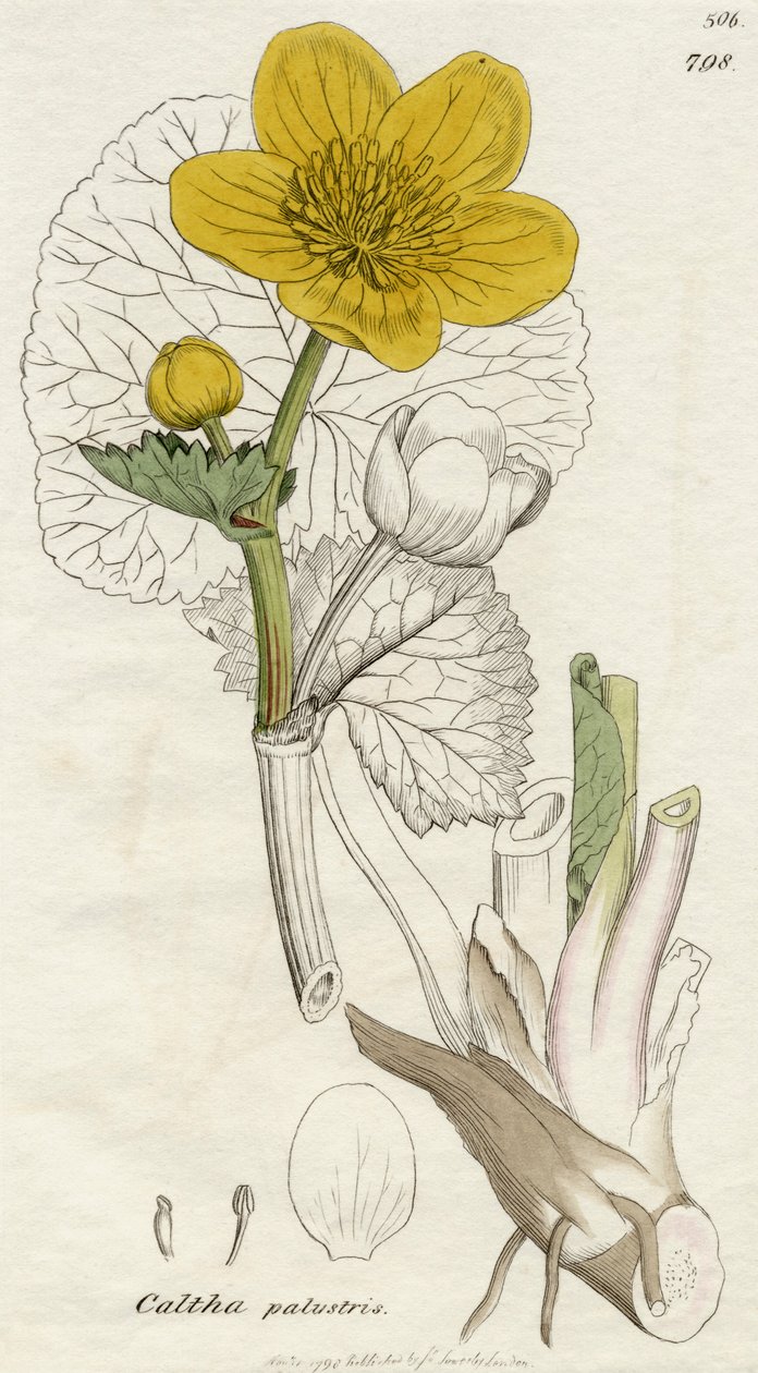 Caltha Palustris (Marsh Marigold) kiadó London 1798 alkotó: English School