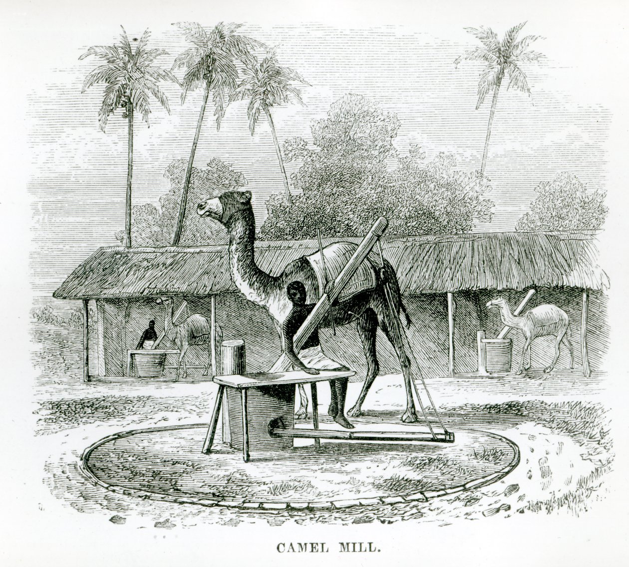 Camel Mill, J. F. Elton „Utazások Afrikában” című művéből, 1879 alkotó: English School