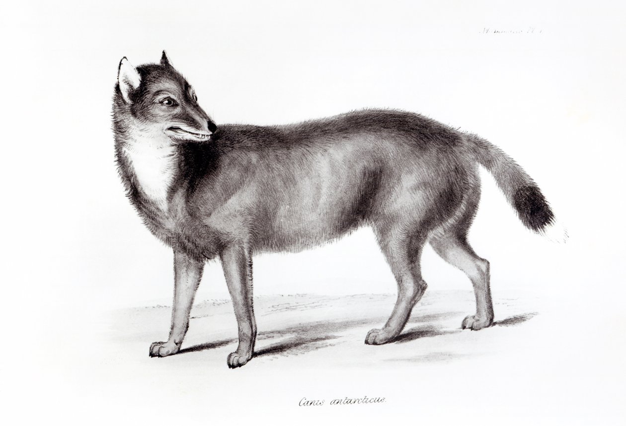 Canis Antarcticus alkotó: English School