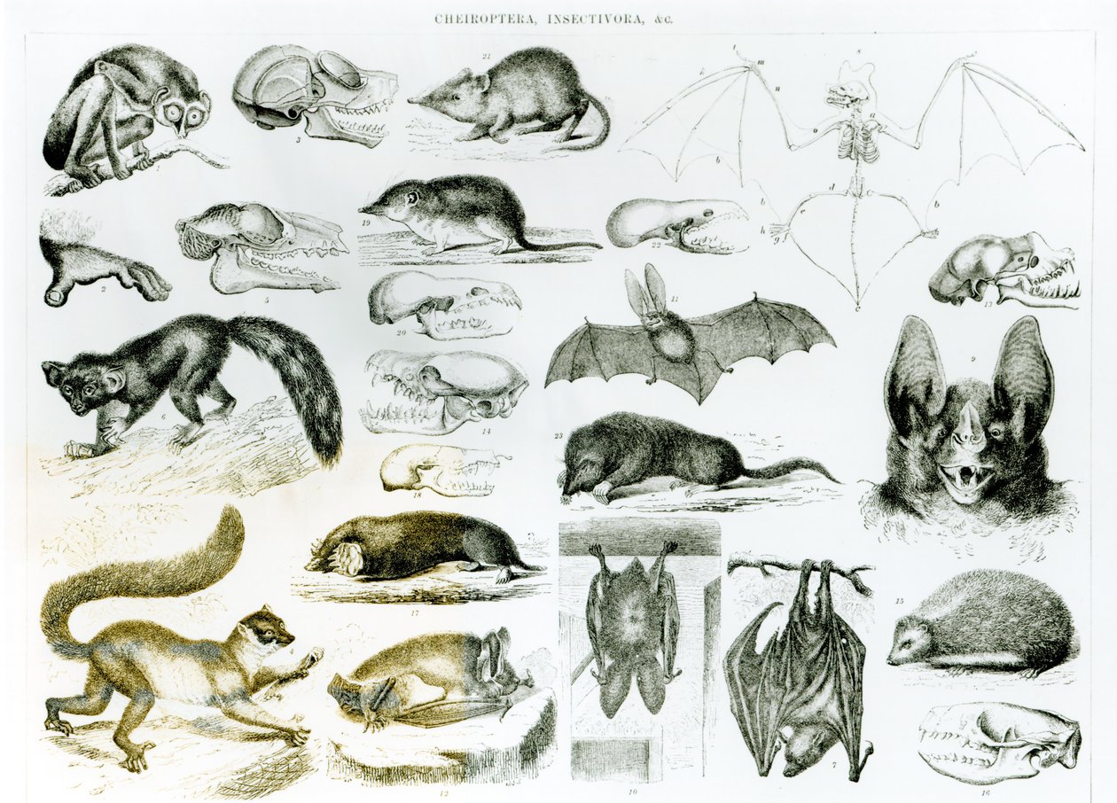 Cheiroptera, Insectivora alkotó: English School