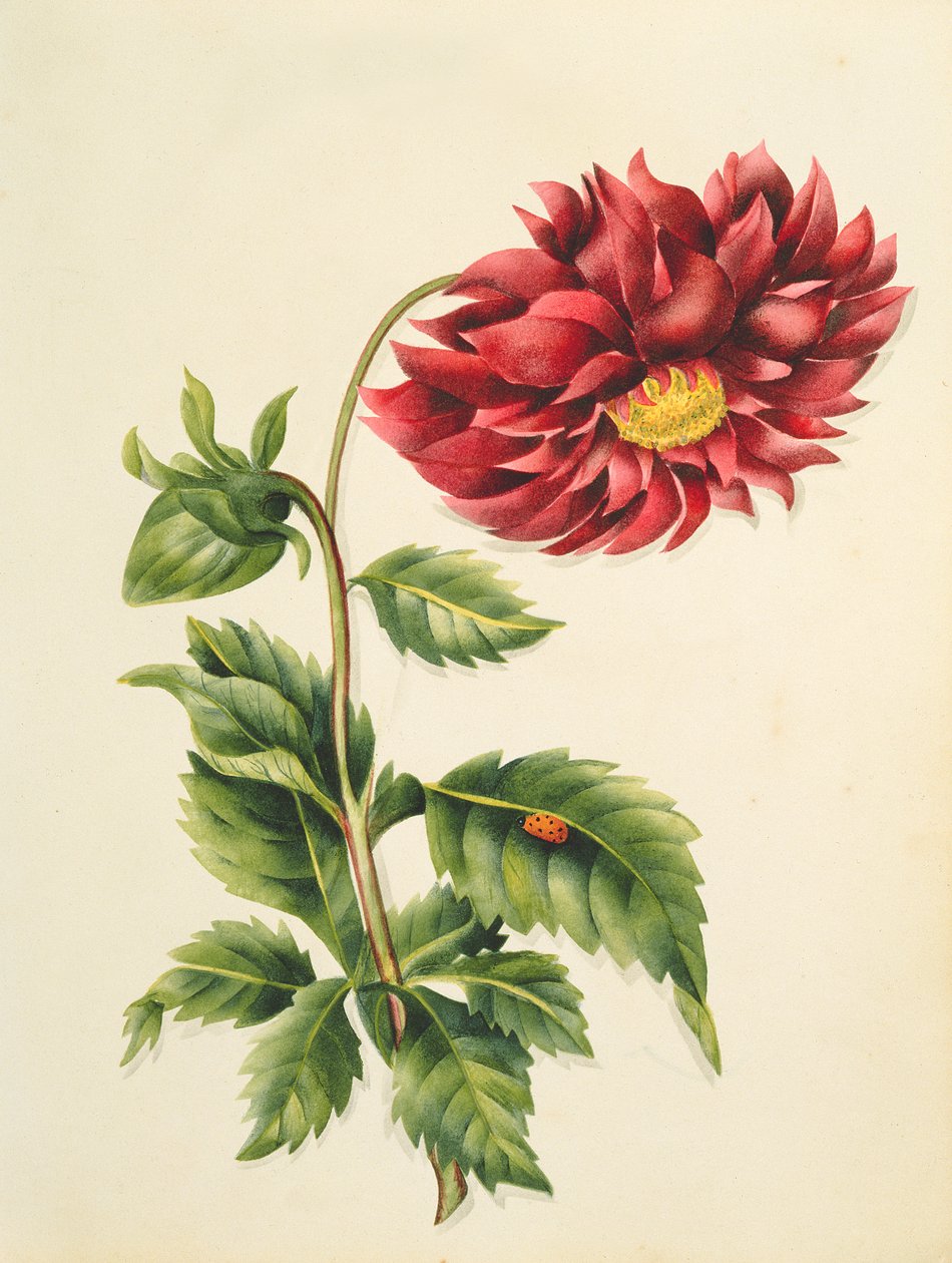 Krizantém, virágokból, angol botanikai kézirat, 1840 körül (wc) alkotó: English School