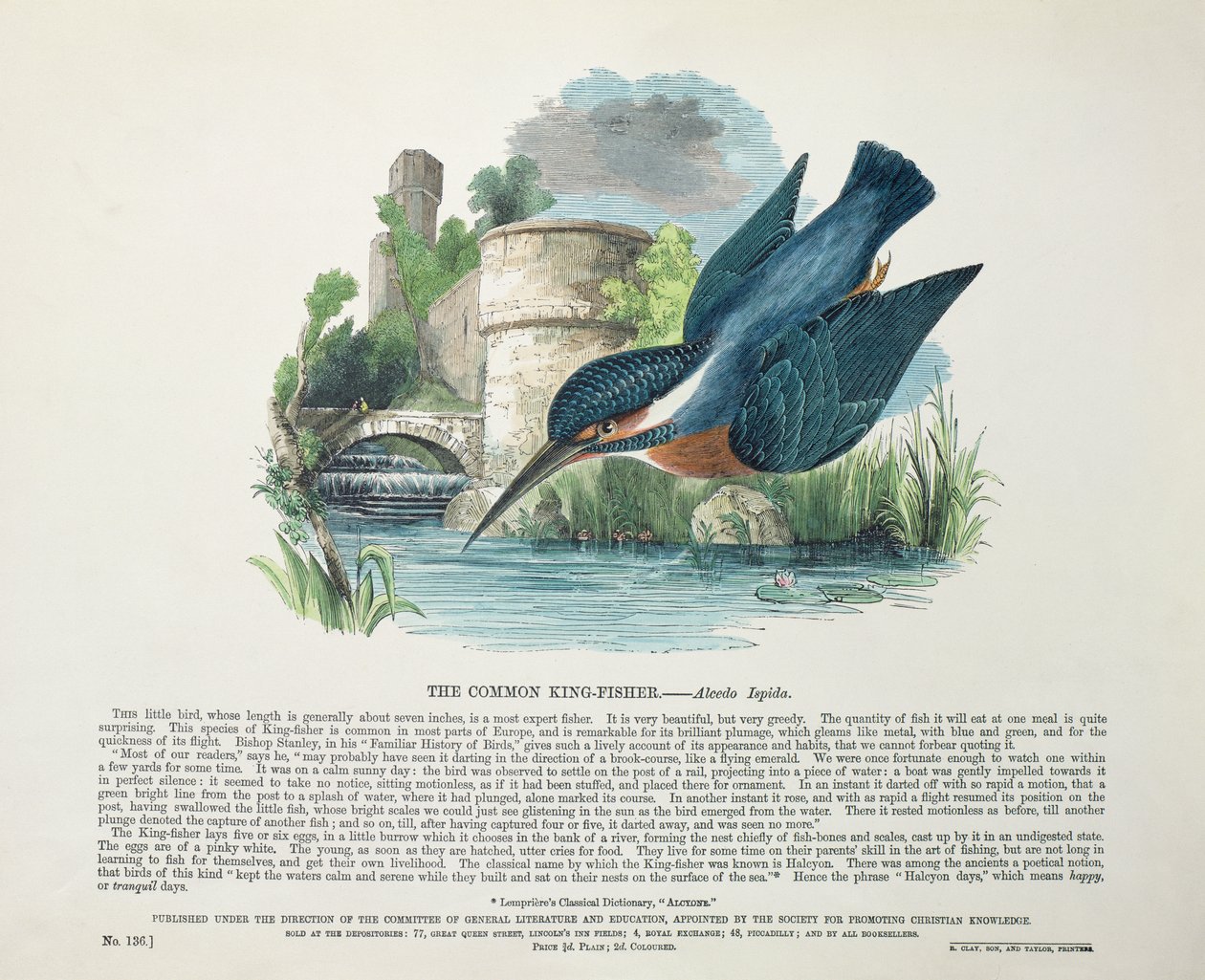 Közönséges jégmadár (Alcedo Ispida) alkotó: English School