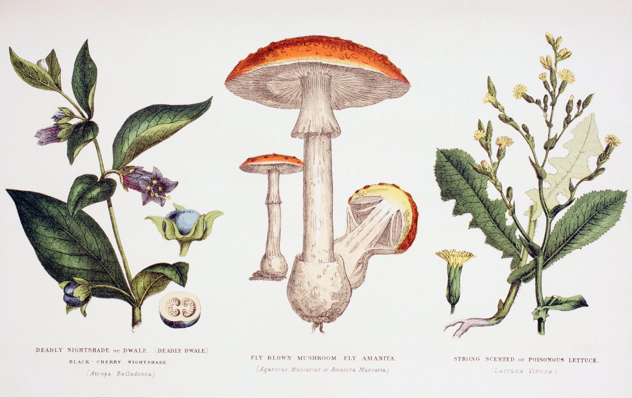 Közönséges mérgező növények, 1890 körül alkotó: English School