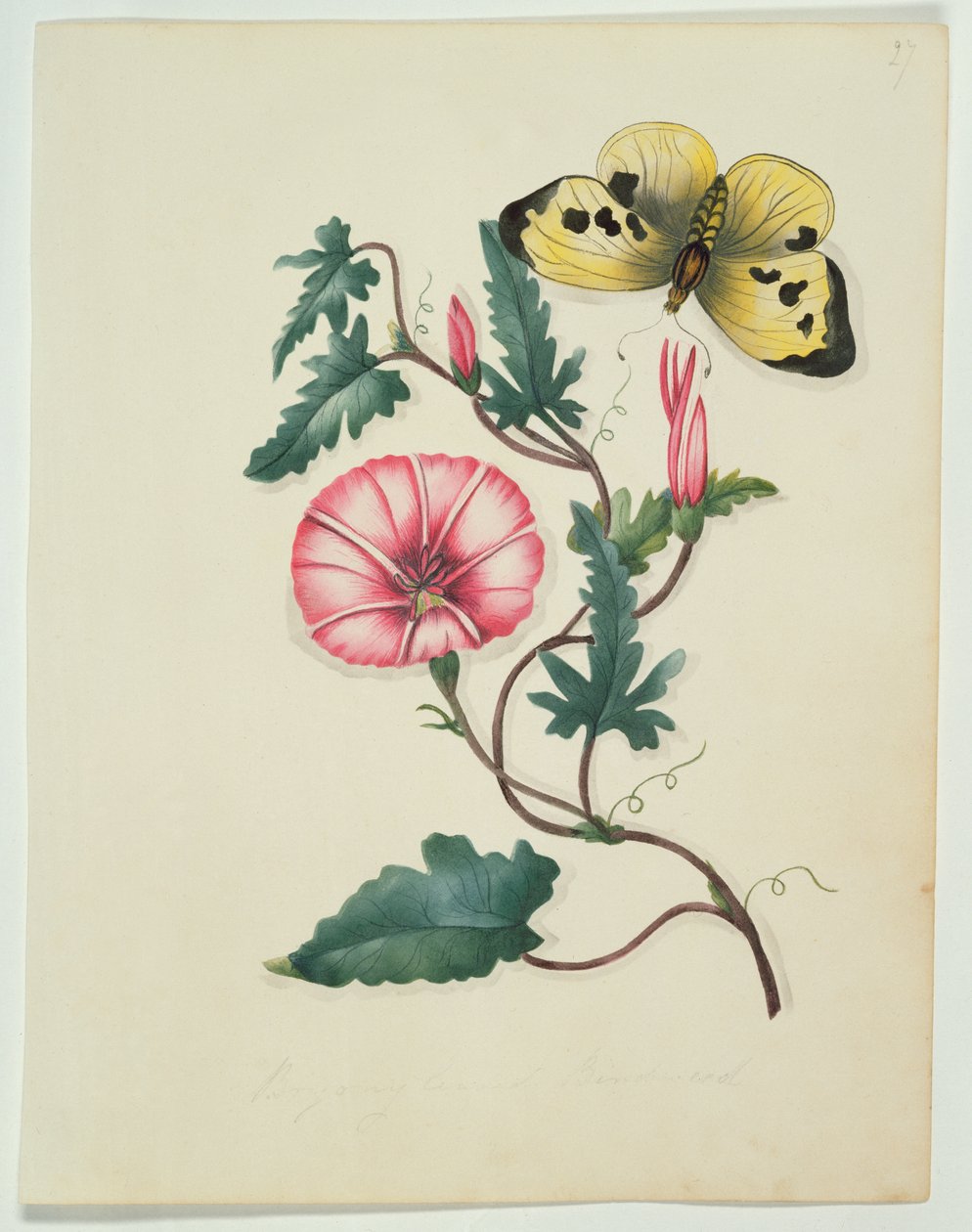 Convolvulus with Yellow Butterfly, a `Virágok, angol botanikai kéziratból, 1840 körül (wc) alkotó: English School