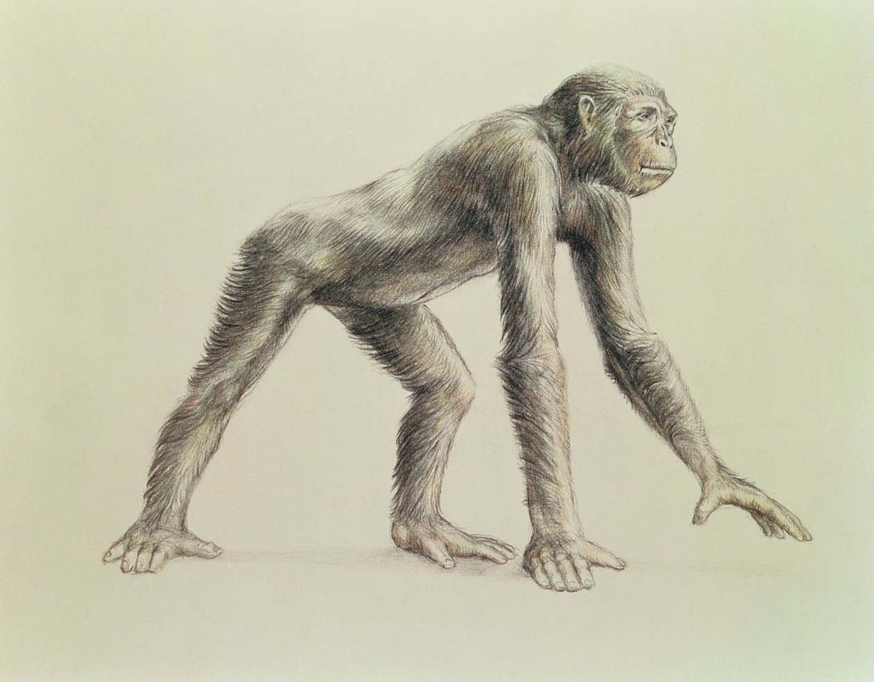 Dryopithecus Africanus alkotó: English School