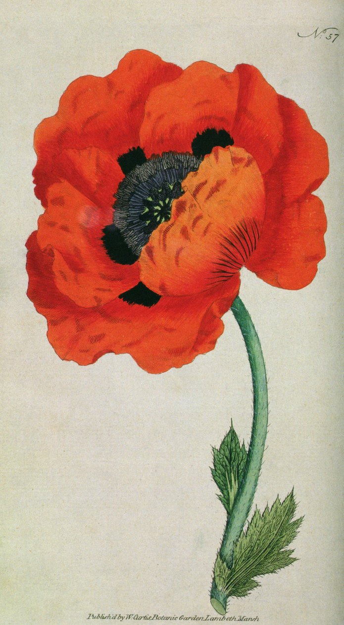 Keleti mák (Papaver orientale), 57. tábla William Curtistől The Botanical Magazine (vagy Flower Garden Display), pub. 1787 alkotó: English School