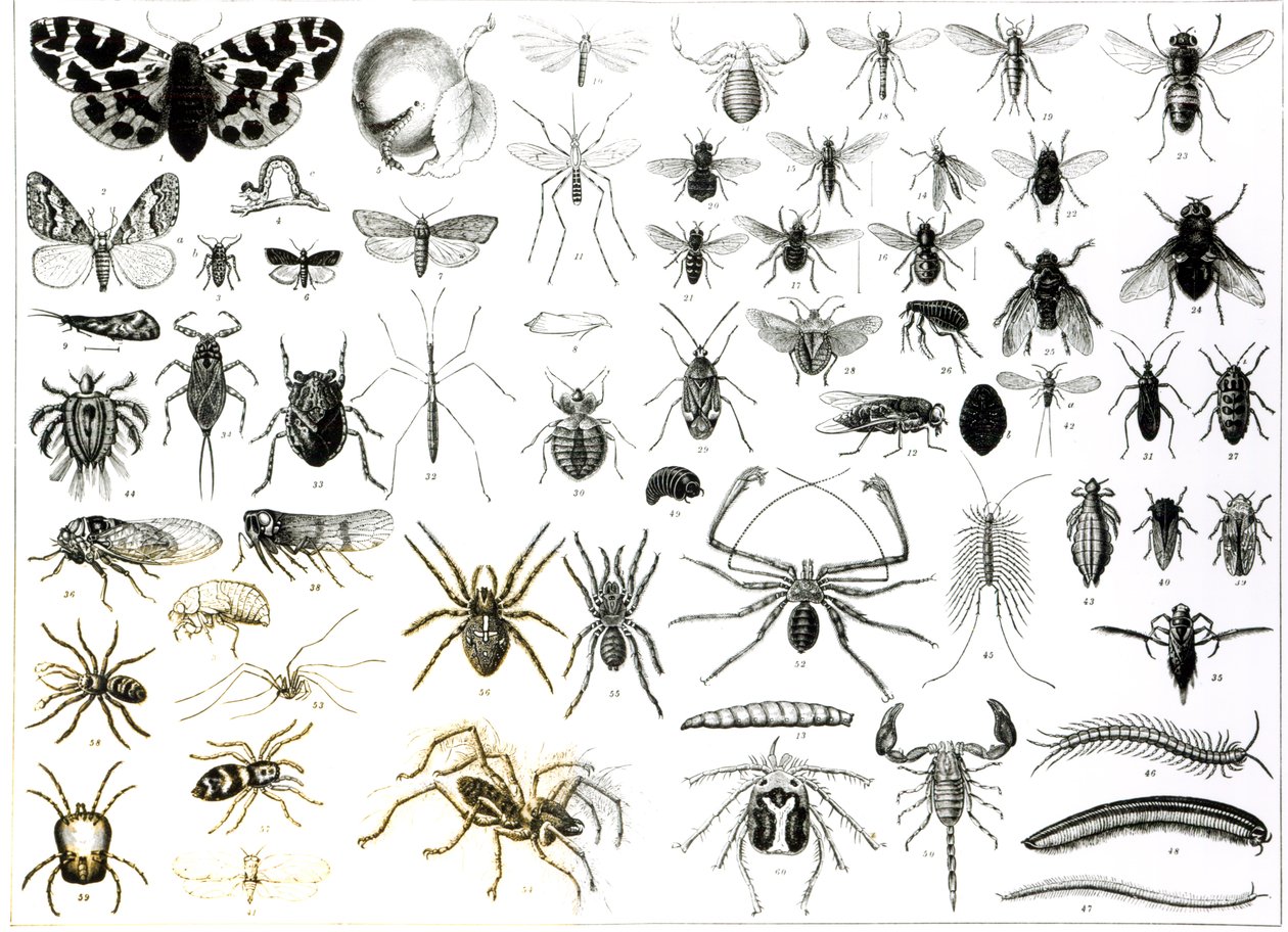 Rovartan, Myriapoda és Arachnida alkotó: English School