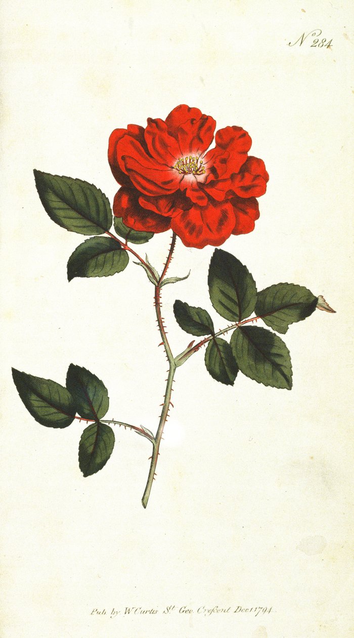Örök virágzó rózsa (Rosa Semperflorens), William Curtis 284-es táblája The Botanical Magazine (vagy Flower Garden Displayed), pub. 1794 alkotó: English School