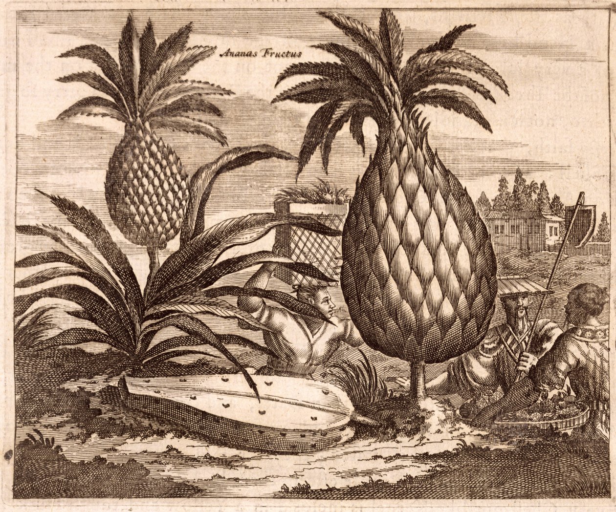 Nagy ananászok termesztése, illusztráció a kínai nagykövetségek leírásából, 1690 alkotó: English School