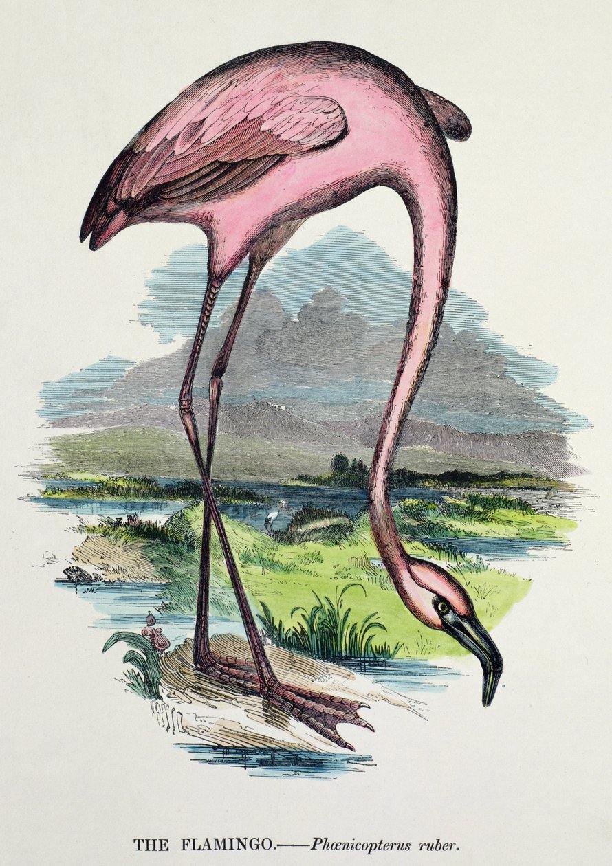 Flamingó (Phoenicopterus Ruber) alkotó: English School