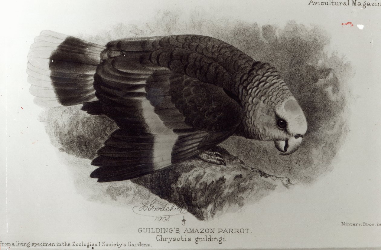 Guilding Amazon Parrot, illusztráció a „The Avicultural Magazine”-ból, 1903 alkotó: English School