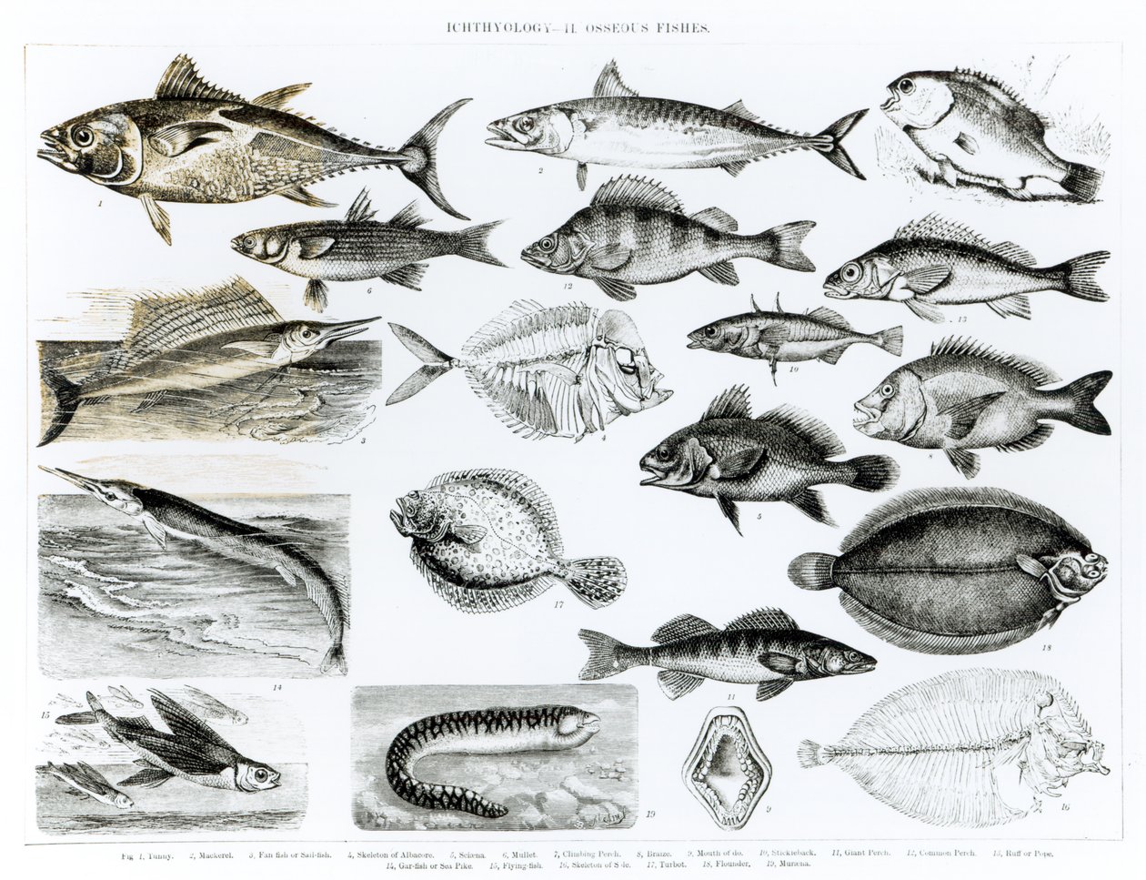 Ichthyology Csontos halak alkotó: English School