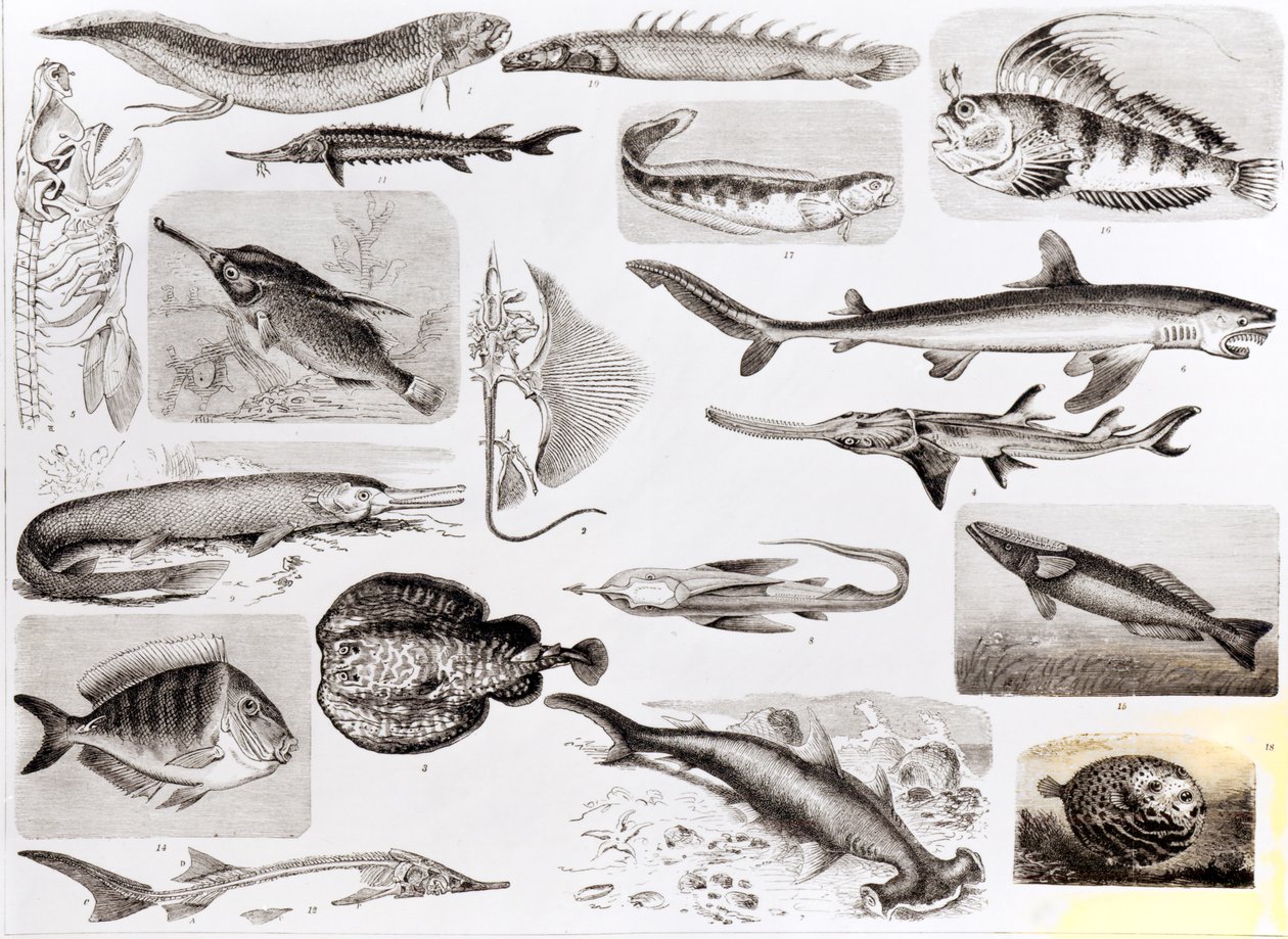Ichtiológia - Elasmobranch, ganoid és csontos halak alkotó: English School