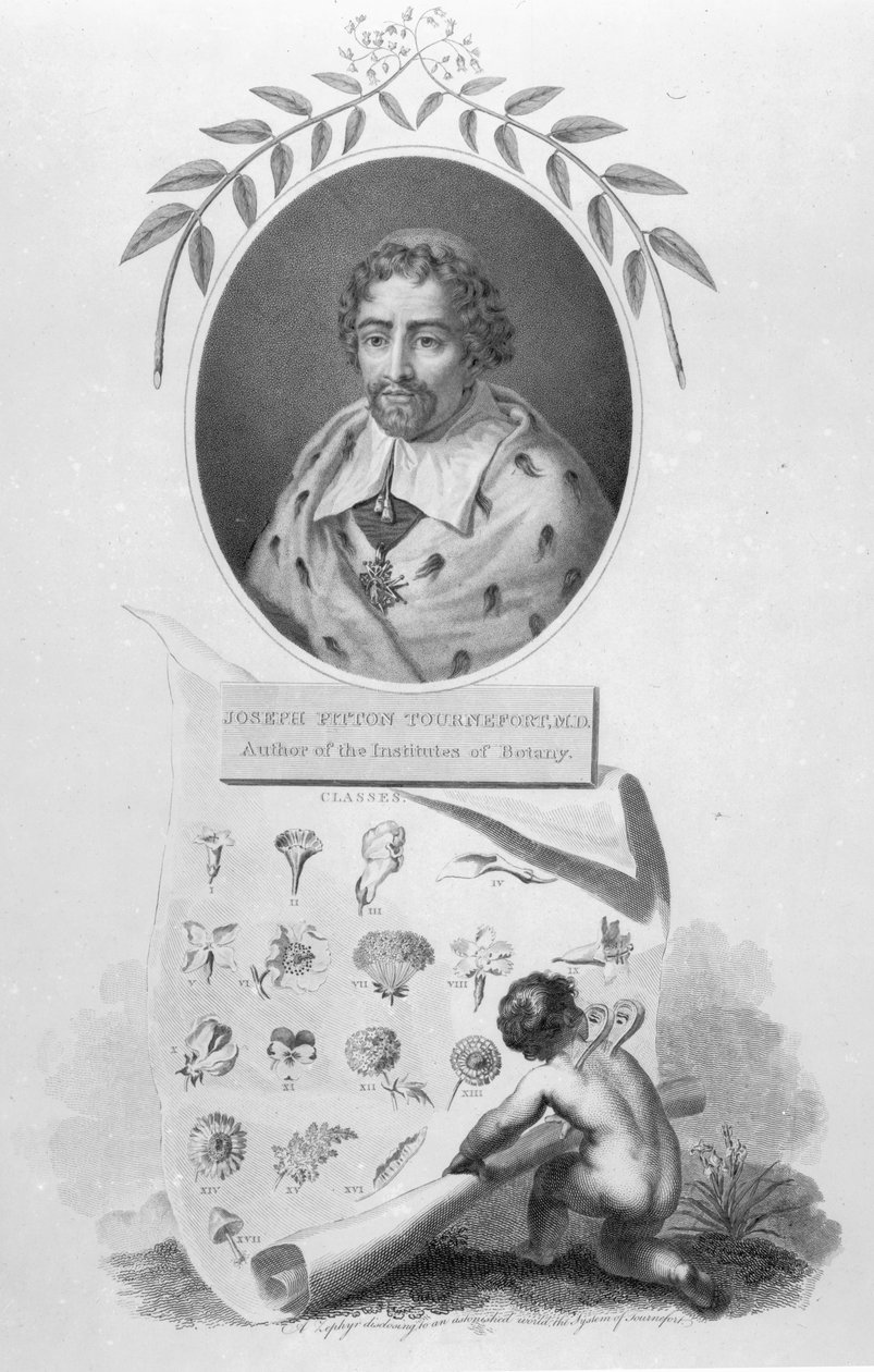 Joseph Pitton de Tournefort alkotó: English School