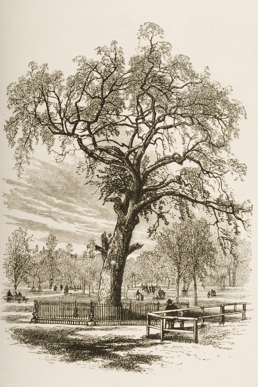 Liberty Tree, Boston Common, 1870 körül, a Religious Tract Society által kiadott „American Pictures”-ből, 1876 alkotó: English School